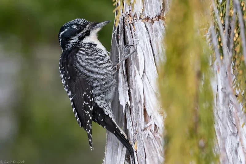 Photo of Picoides dorsalis