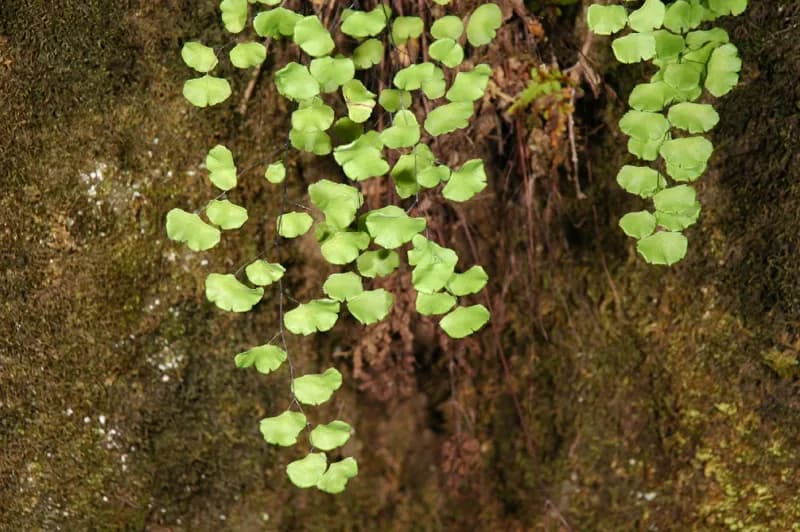 Photo of Adiantum jordanii