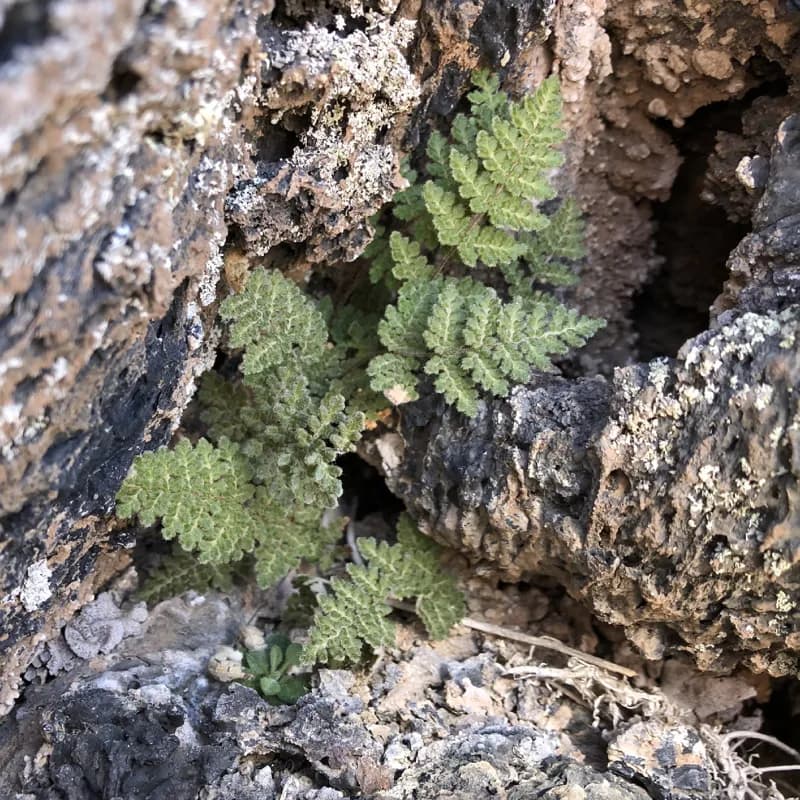 Photo of Myriopteris gracilis