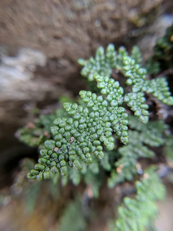 Photo of Myriopteris intertexta