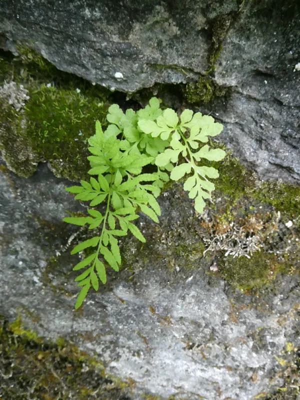 Photo of Cryptogramma stelleri