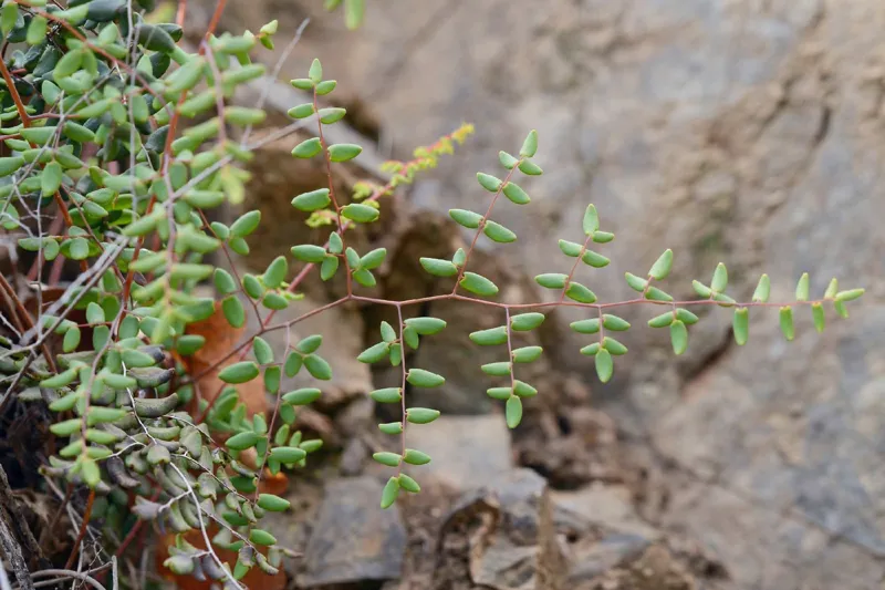 Photo of Pellaea andromedifolia