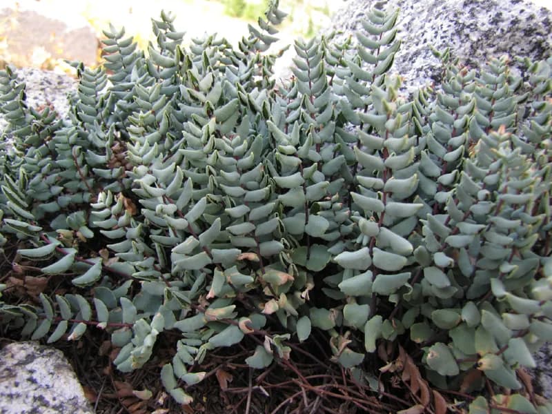Photo of Pellaea bridgesii