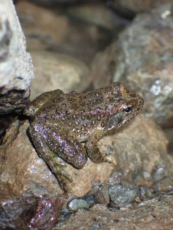Photo of Rana boylii