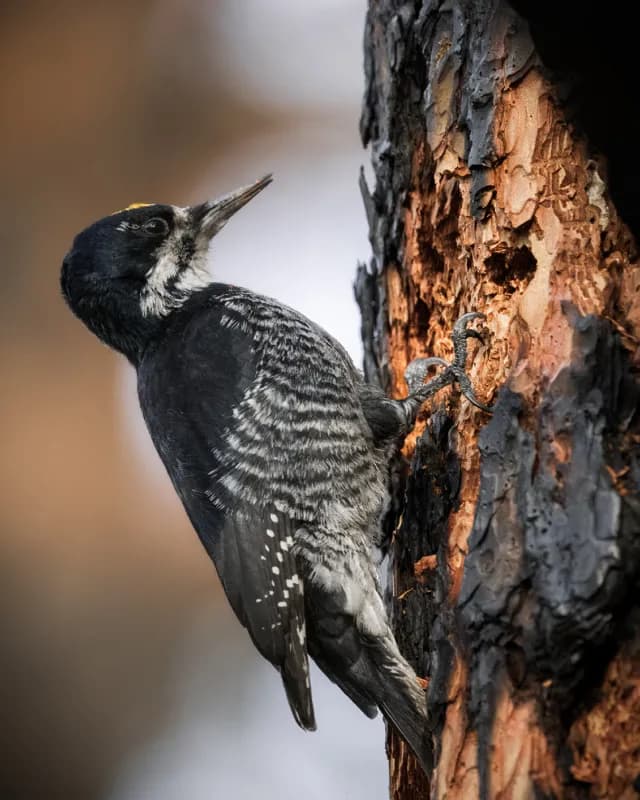 Photo of Picoides arcticus