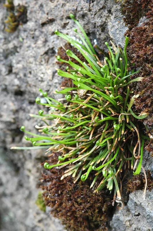 Photo of Asplenium septentrionale