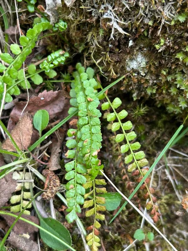 Photo of Asplenium viride