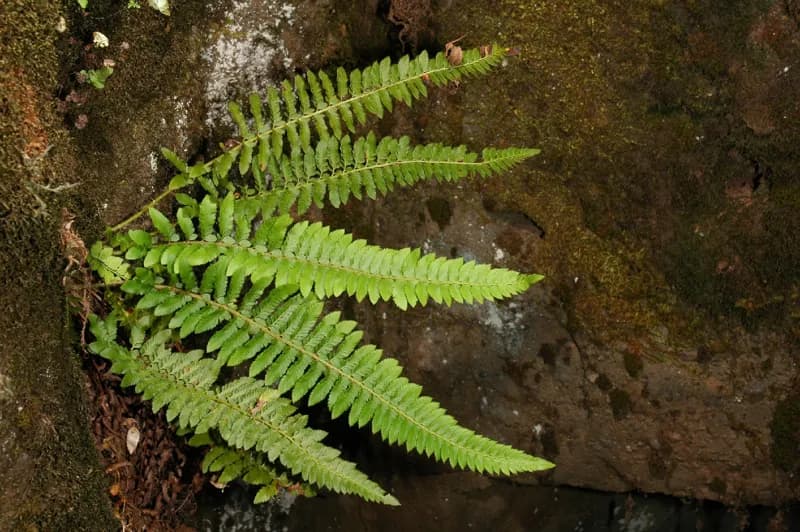 Photo of Polystichum californicum