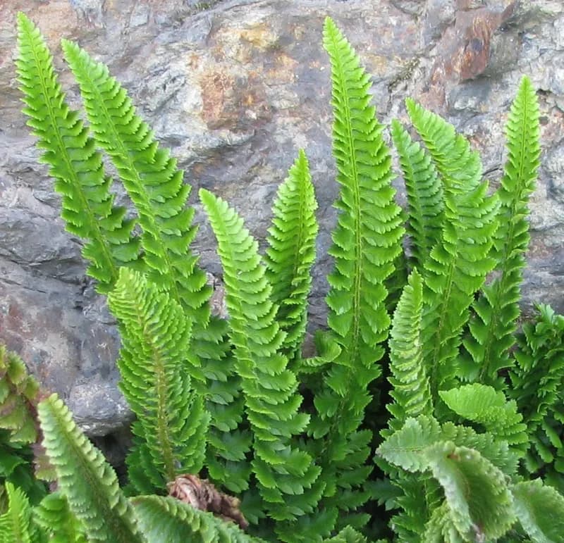 Photo of Polystichum kruckebergii