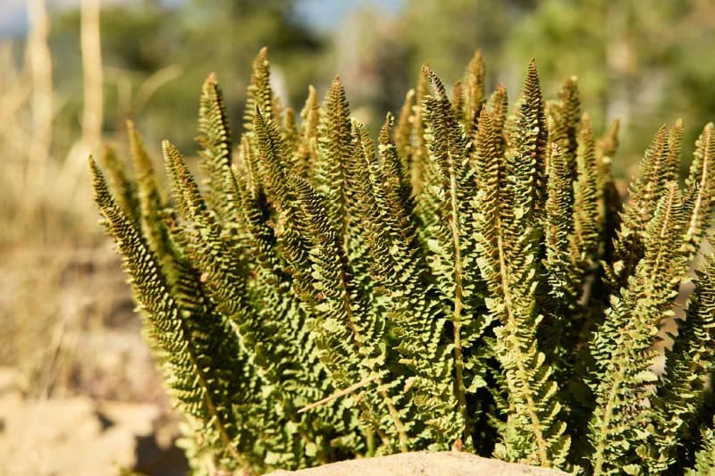 Photo of Polystichum lemmonii