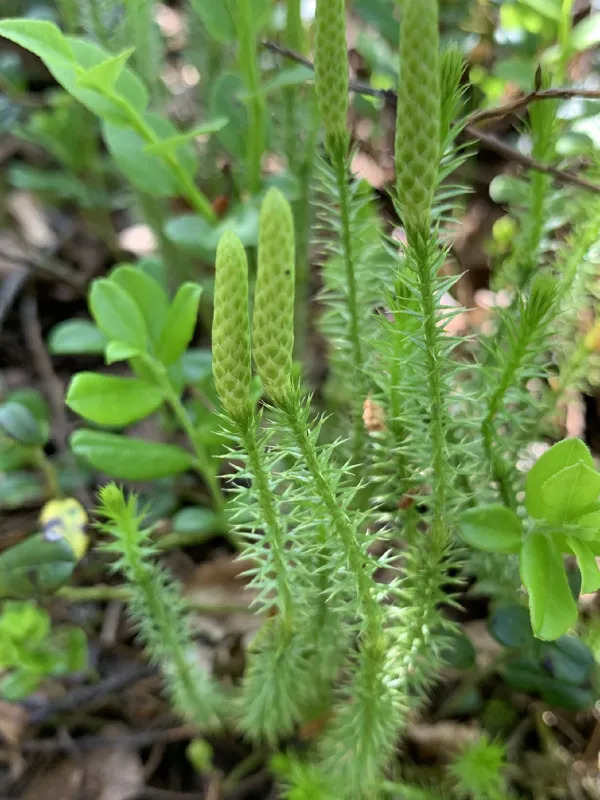 Photo of Lycopodium annotinum