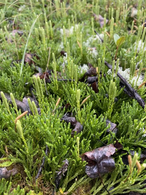 Photo of Diphasiastrum complanatum