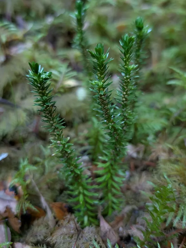 Photo of Huperzia occidentalis