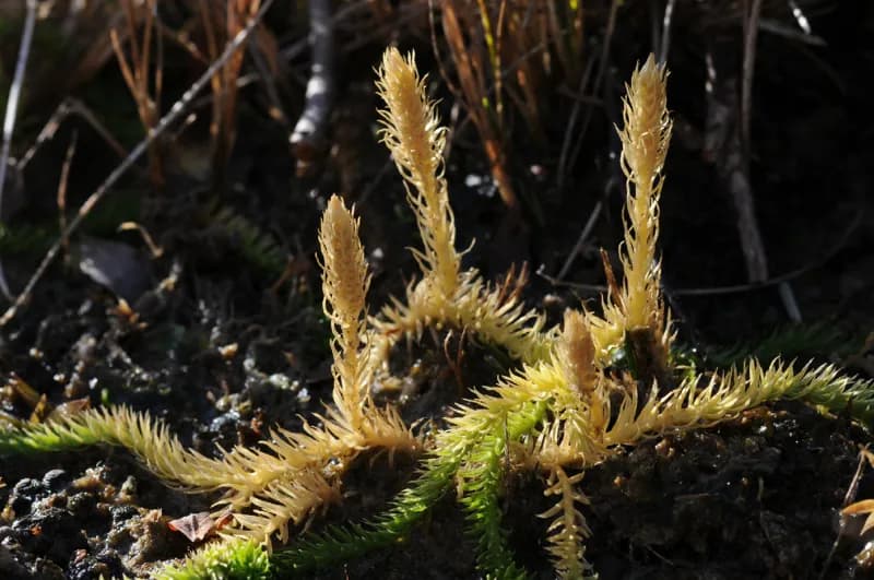 Photo of Lycopodiella inundata