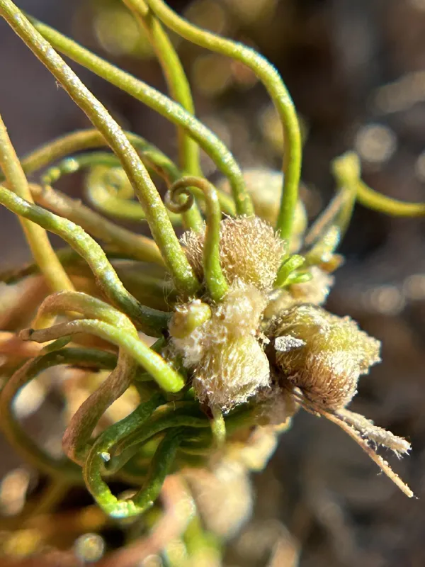 Photo of Pilularia americana