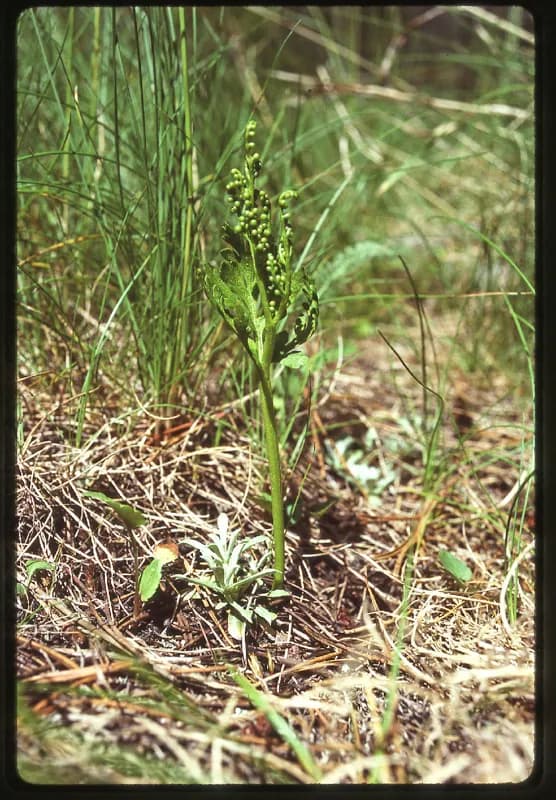 Photo of Botrychium lanceolatum
