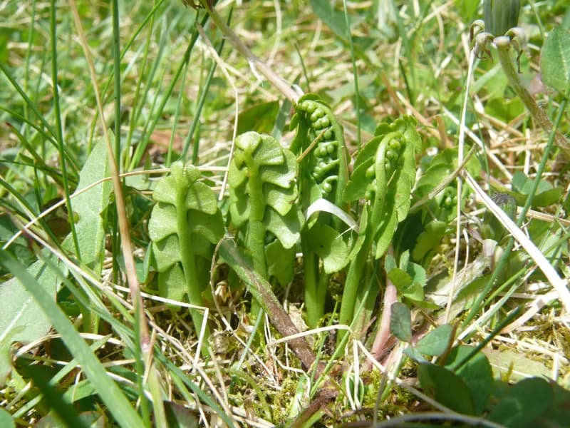 Photo of Botrychium lunaria
