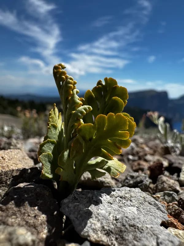 Photo of Botrychium pumicola