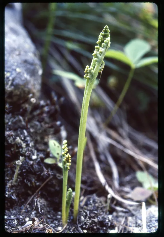 Photo of Botrychium paradoxum