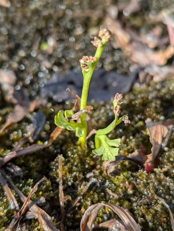 Photo of Botrychium montanum