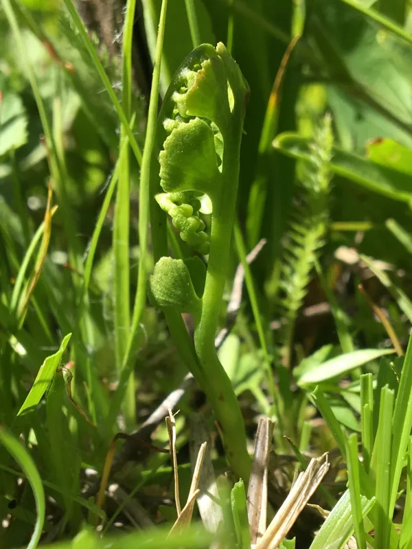 Photo of Botrychium crenulatum