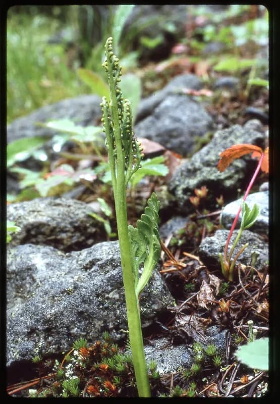 Photo of Botrychium hesperium