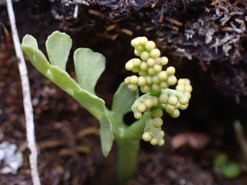 Photo of Botrychium minganense
