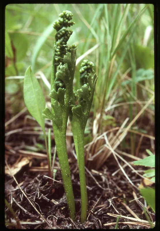 Photo of Botrychium ascendens