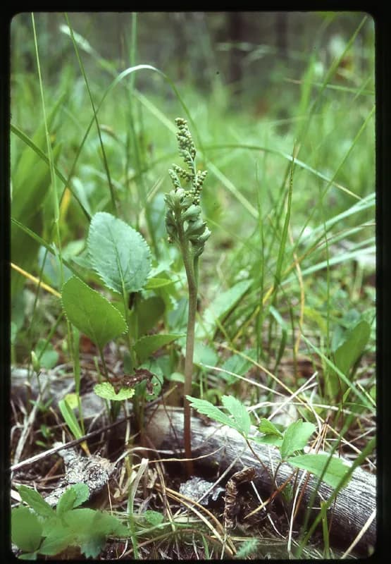 Photo of Botrychium pedunculosum