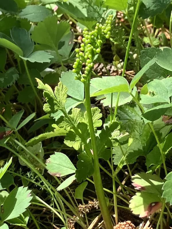 Photo of Botrychium pinnatum
