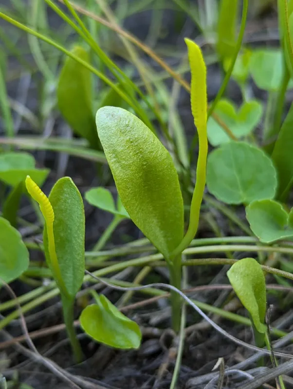 Photo of Ophioglossum pusillum