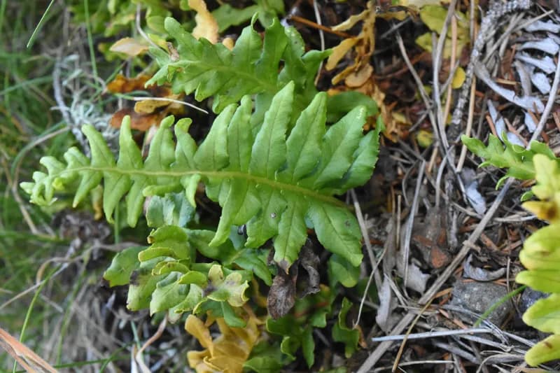 Photo of Polypodium calirhiza