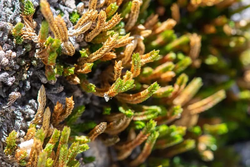 Photo of Selaginella watsonii