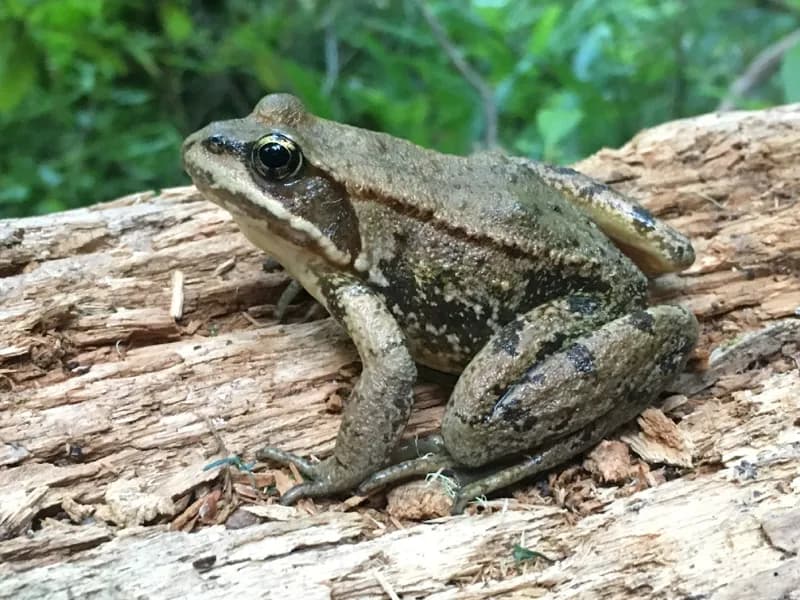 Photo of Rana cascadae