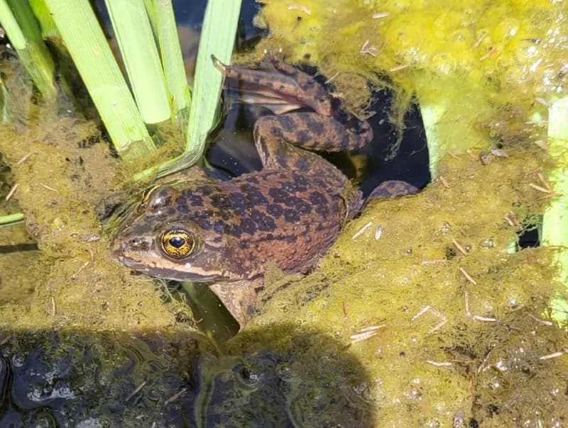 Photo of Rana pretiosa
