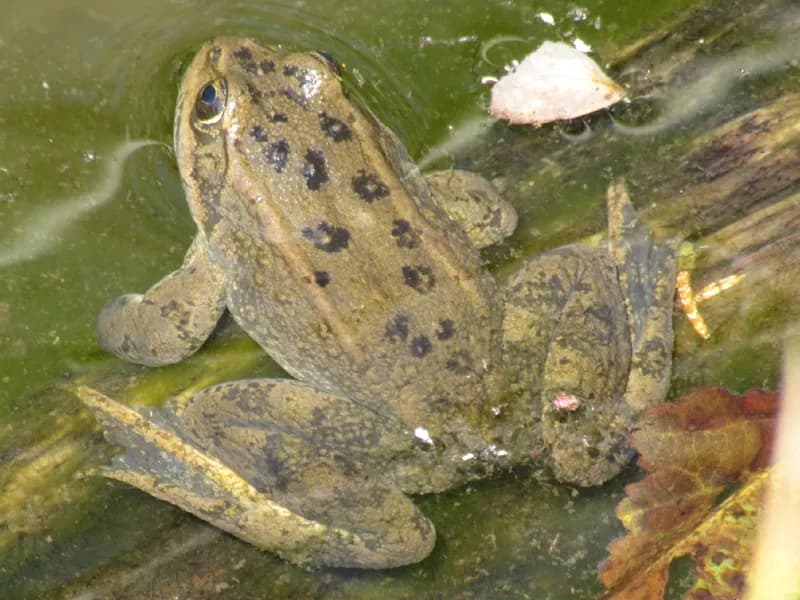 Photo of Rana luteiventris