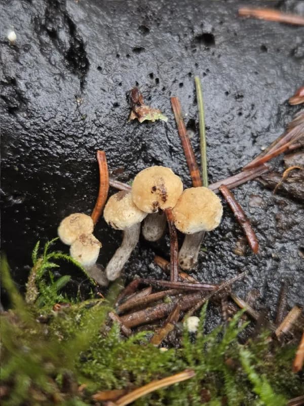Photo of Asterophora lycoperdoides