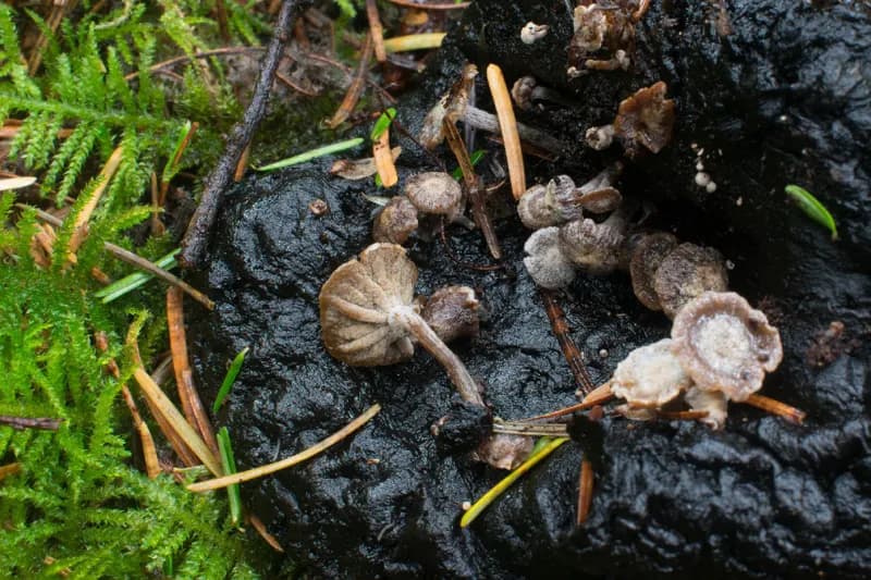 Photo of Asterophora parasitica
