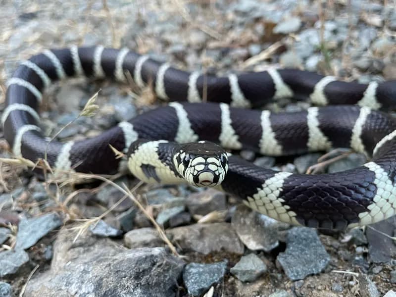 Photo of Lampropeltis californiae