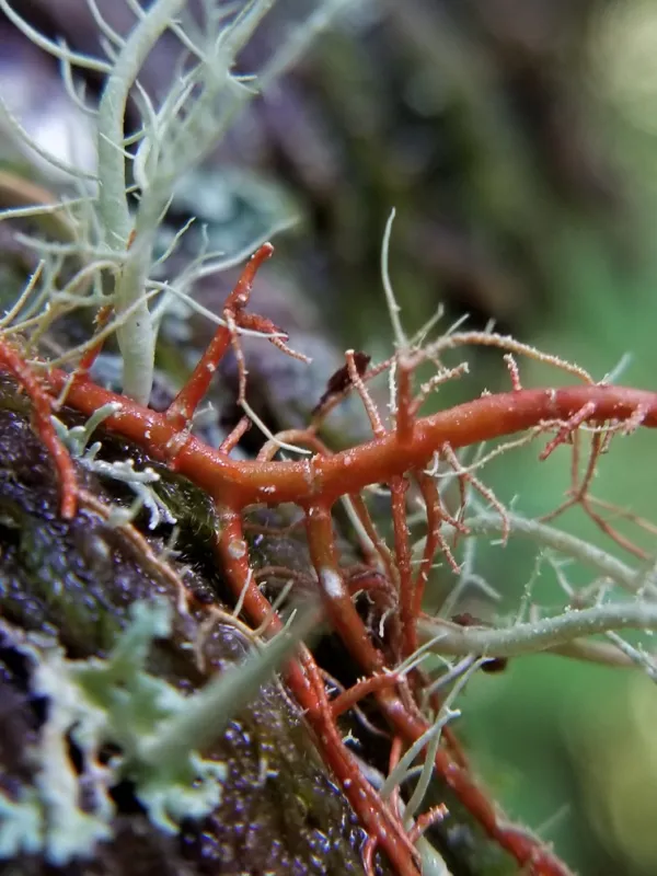 Photo of Usnea rubicunda