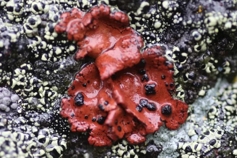Photo of Umbilicaria phaea var. coccinea