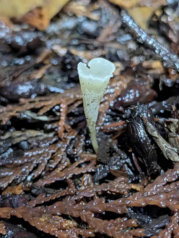 Photo of Clavicorona taxophila