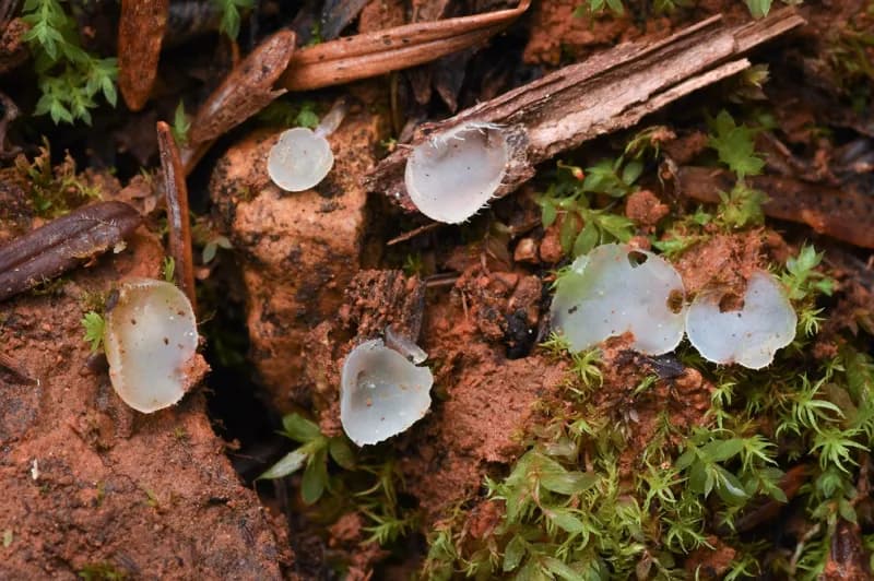 Photo of Pezoloma ciliiferum