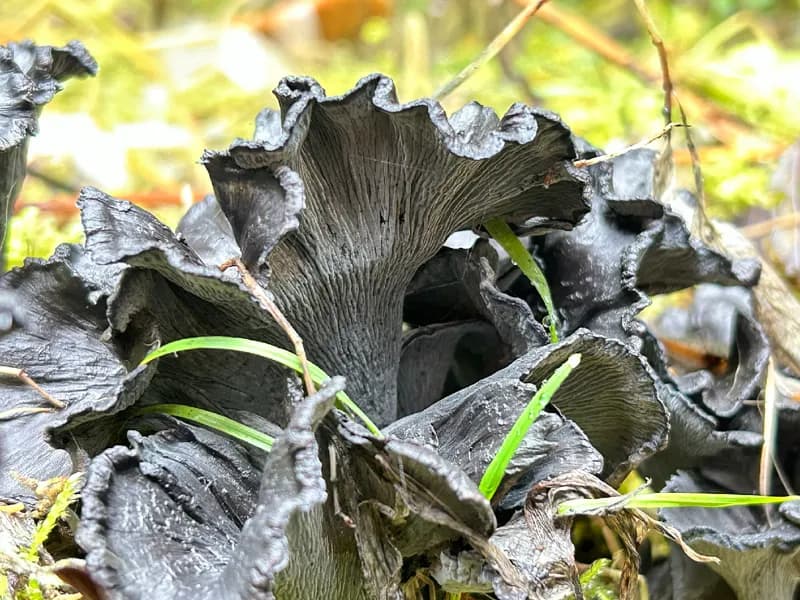 Photo of Polyozellus atrolazulinus