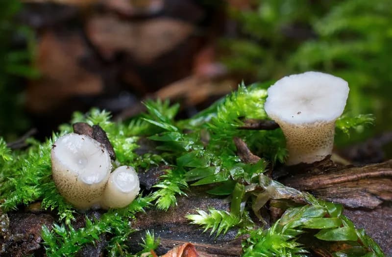 Photo of Cudoniella tenuispora
