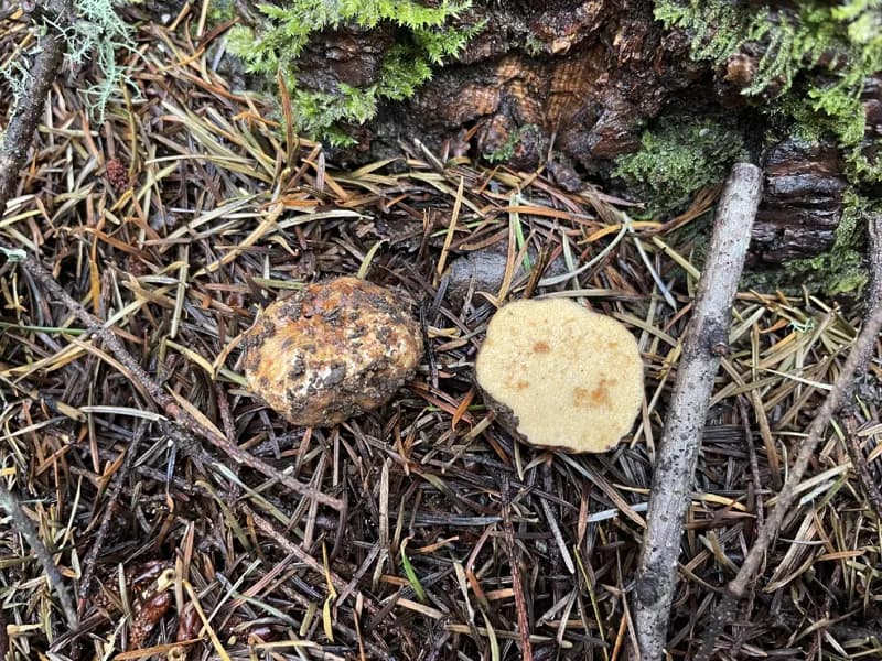 Photo of Russula gilkeyae