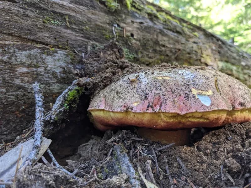 Photo of Butyriboletus autumniregius