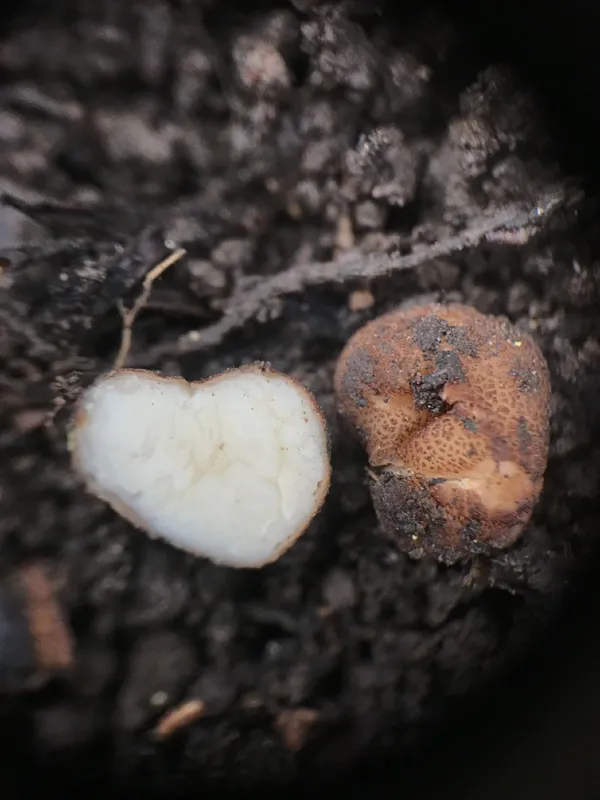 Photo of Balsamia setchellii
