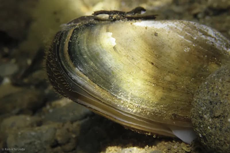 Photo of Anodonta californiensis