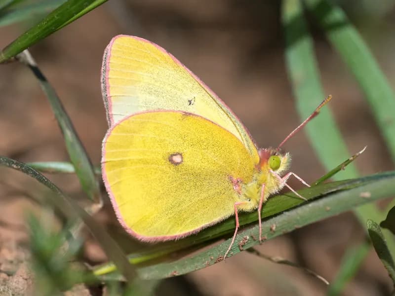Photo of Colias occidentalis primordialis